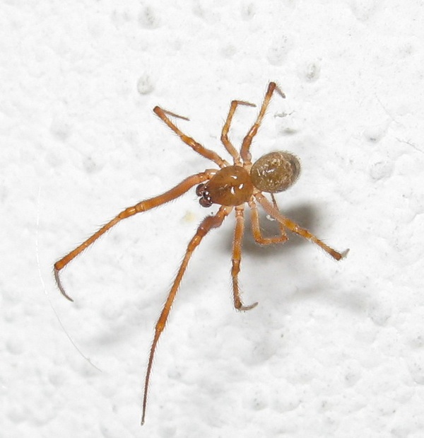 Parasteatoda cfr.tepidariorum